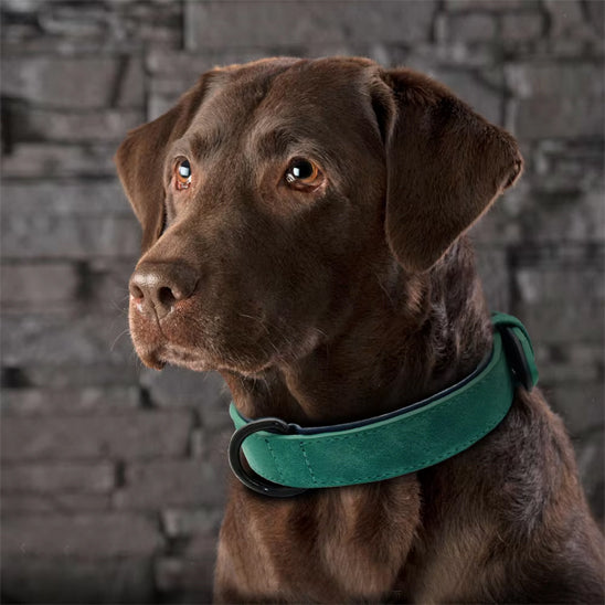 Collier en cuir pour chien | Raffiné, confortable et résistant