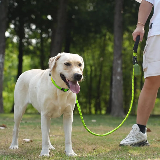 Laisse pour chien - SécuriConfort