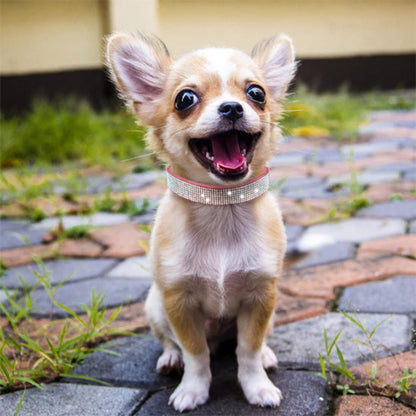 Collier chien|strass luxe et glamour