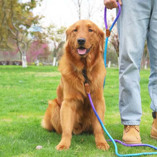 Harnais pour chien pastel avec laisse assortie