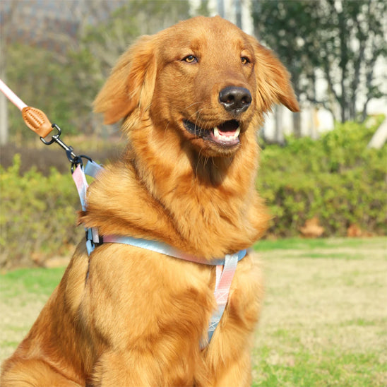 Harnais pour chien pastel avec laisse assortie