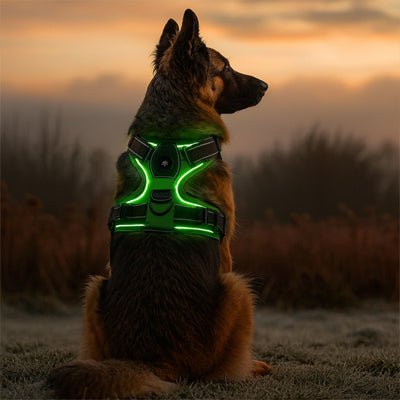 Harnais lumineux pour chien led | Sécurité nocturne