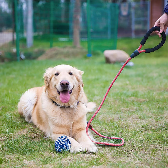 Laisse pour chien - SécuriConfort