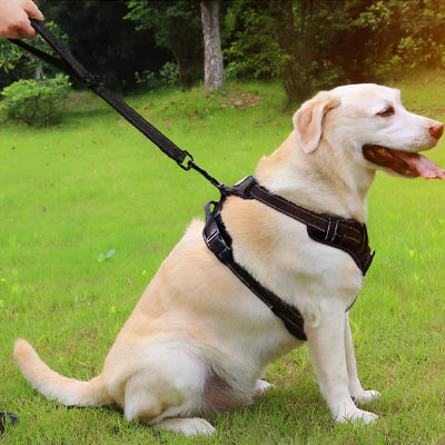 LAISSE CHIEN | COLLE SERRE