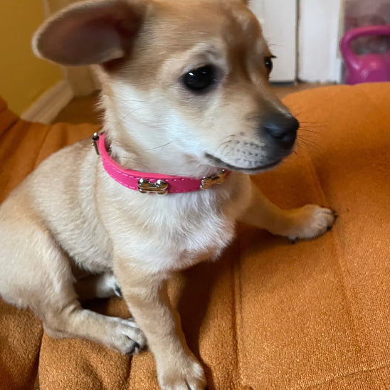 collier en cuir pour chien | Luxe, confort et résistance