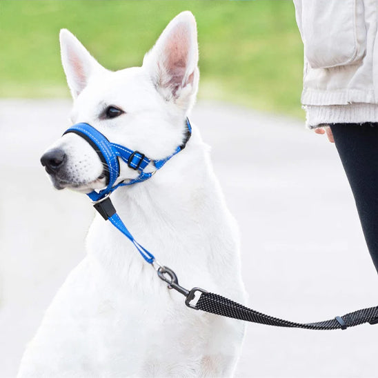 Muselière chien | Fripouille