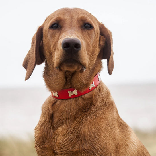 collier en cuir pour chien | Luxe, confort et résistance