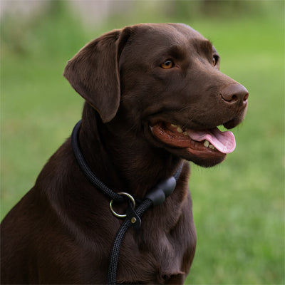 Collier anti-traction pour chien : plus de contrôle, moins de traction