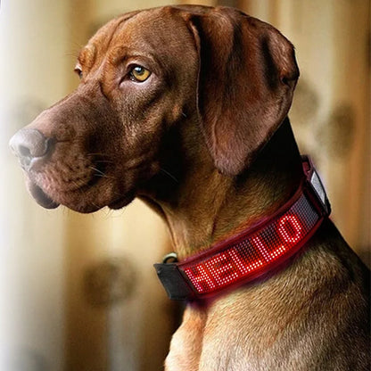 Collier lumineux led pour chien | Securite Nocturne