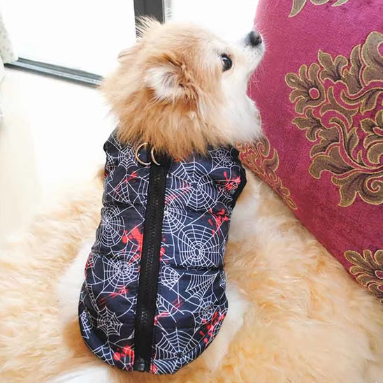 Chien manteau|  Picotou