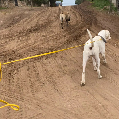 Chien Laisse |AssisProlaisse