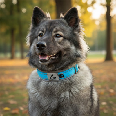 Collier pour chien ajustable et résistant | Confort optimal ZenCanin