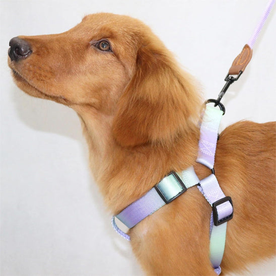 Harnais pour chien pastel avec laisse assortie