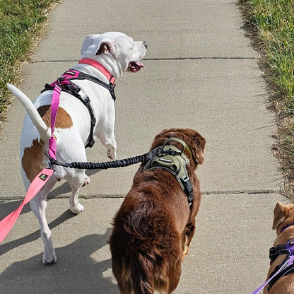 Laisse double pour chien | PratiRobuste