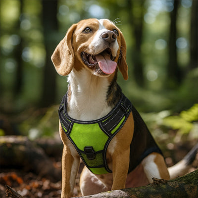 Harnais lumineux pour chien led | Sécurité nocturne