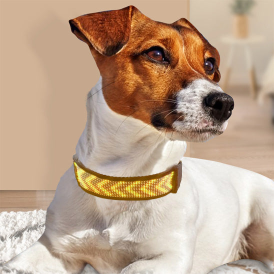 Collier lumineux led pour chien | Securite Nocturne