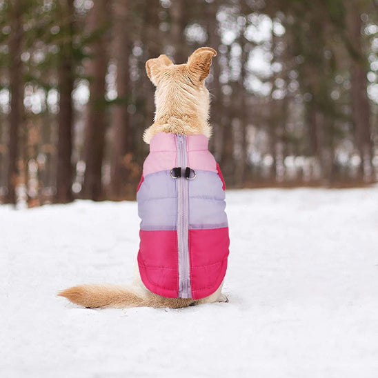 Chien manteau|  Picotou