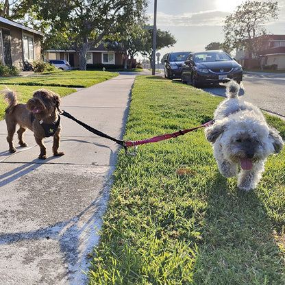 Laisse double pour chien | PratiRobuste