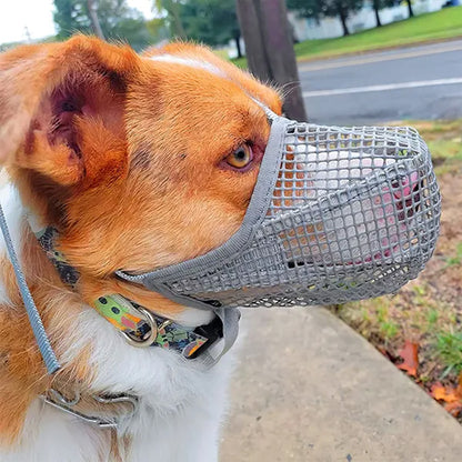 MUSELIERE CHIEN |TOUTOUCOOL