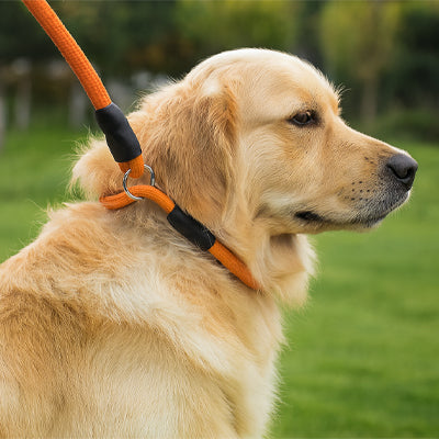 Collier anti-traction pour chien : plus de contrôle, moins de traction