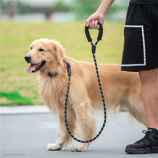 Laisse pour chien - SécuriConfort