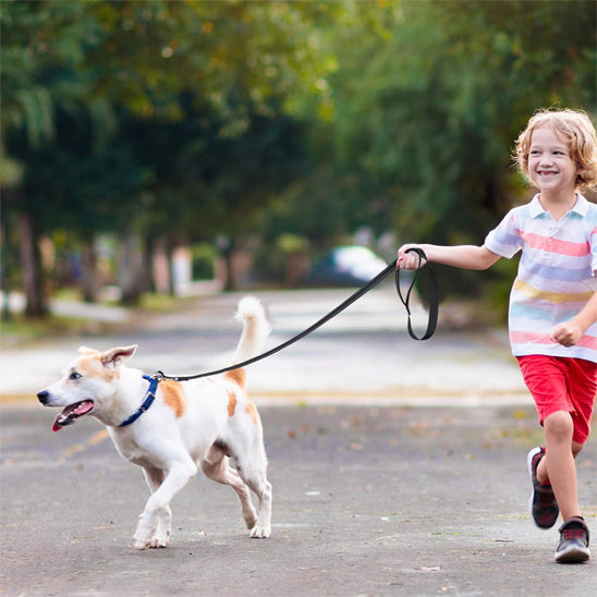 Laisse pour chien | Robuste