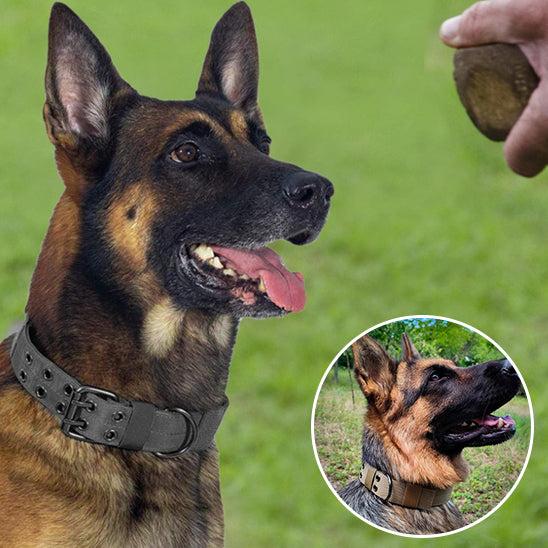 Collier tactique pour chien robuste et confortable | Tactik Comfort