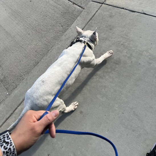 Chien Laisse |AssisProlaisse