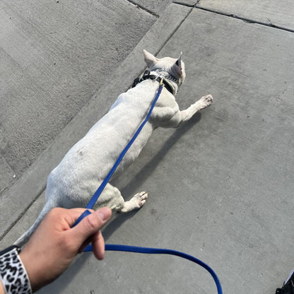 Chien Laisse |AssisProlaisse