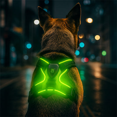 Harnais lumineux pour chien led | Sécurité nocturne