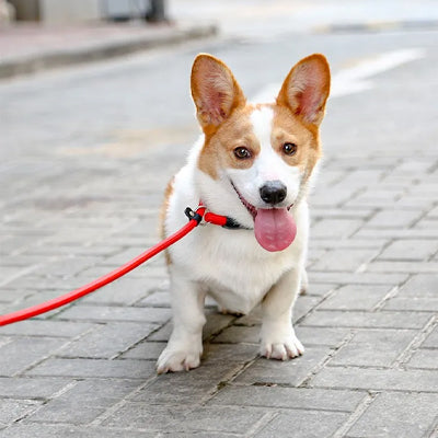 Collier anti-traction pour chien : plus de contrôle, moins de traction