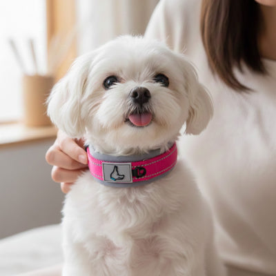 Collier pour chien ajustable et résistant | Confort optimal ZenCanin