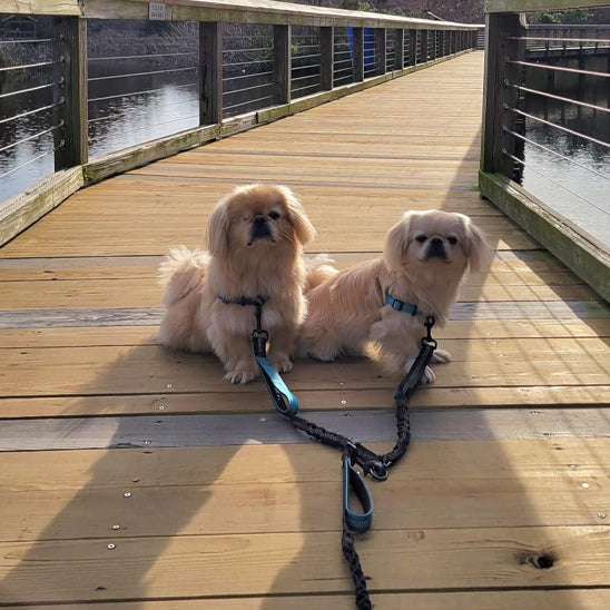 Double laisse pour chien | Ultra-Résistante