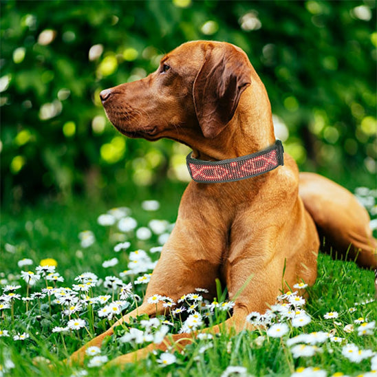 Collier lumineux led pour chien | Securite Nocturne