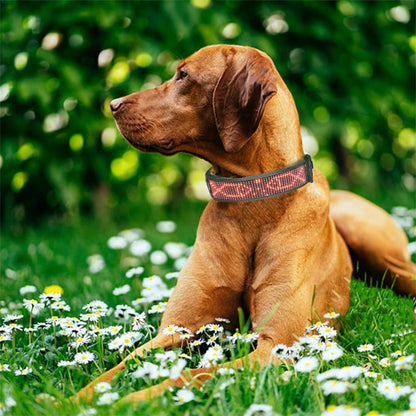 Collier lumineux led pour chien | Securite Nocturne