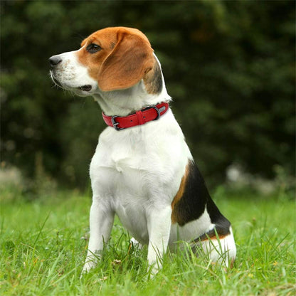 Collier en cuir pour chien | Raffiné, confortable et résistant
