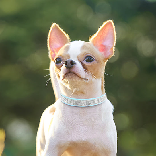 Collier chien à strass - Luxe et glamour