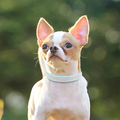 Collier chien à strass - Luxe et glamour