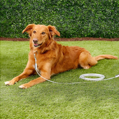 Laisse chien avec une laisse  ultra resistante