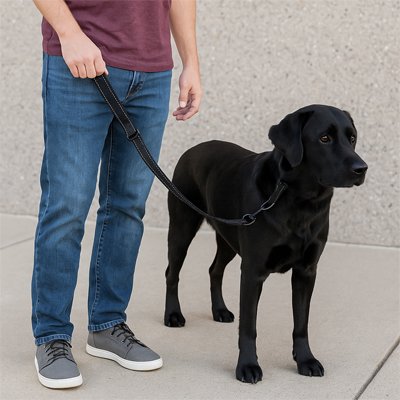 laisse chien fils réfléchissants.