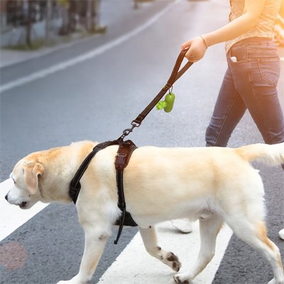 laisse chien nylon robuste,
