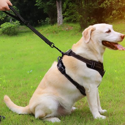 laisse chien poignée rembourrée résistante