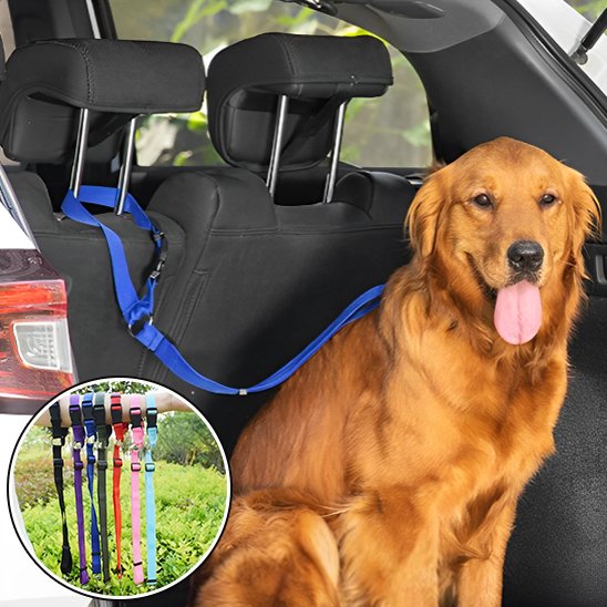 laisse  chien reduit  les distractions pendant conduite