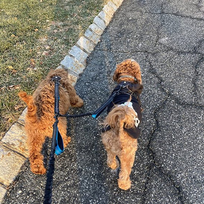 laisse double élastique anti emmelement 