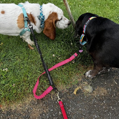 Laisse double pour chien moderne