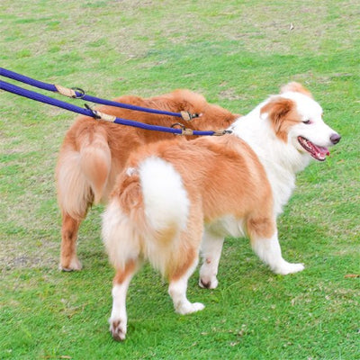 laisse double pour chien multifonctionnelle 