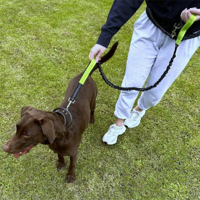 Laisse mains libres accrocheur pour les passionnes