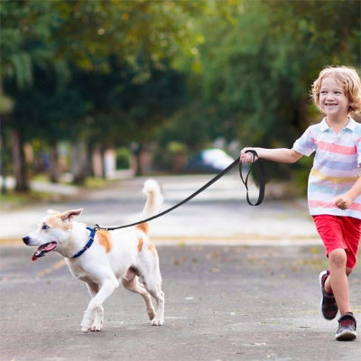laisse pour chien ameliore securite controle