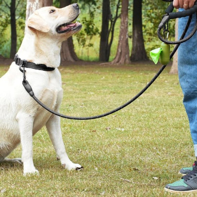 Laisse pour chien avec protection accrue