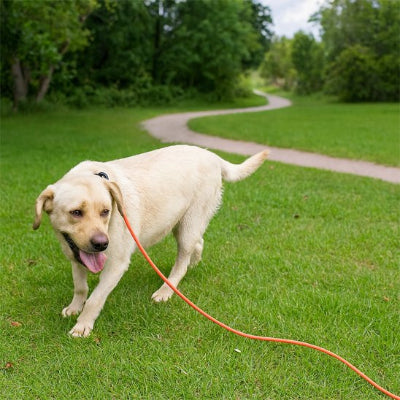longe chien attache au collier sans se detacher